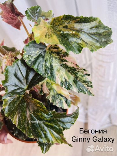 Бегония Ginny galaxy,филодендроны,хойя