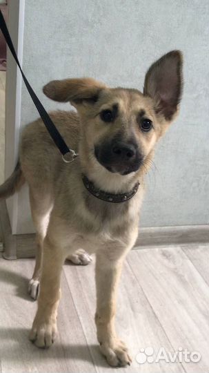 Щенок девочка в добрые руки