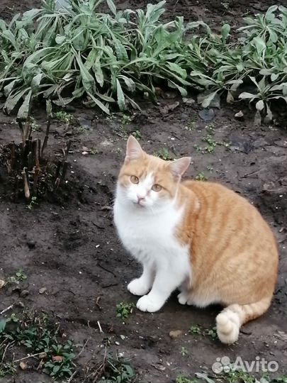 Кошки в добрые руки