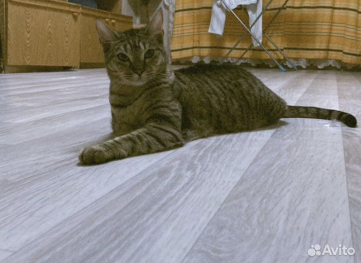 Отдам кота в добрые руки