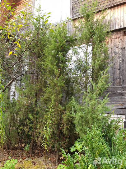 Можжевельник, казацкий и колонновидный