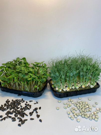 Подсолнух. Микрозелень