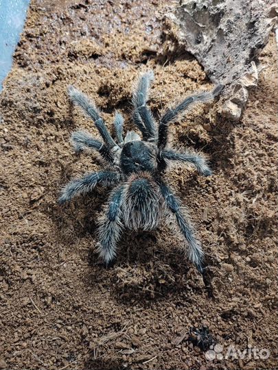 Паук птицеед