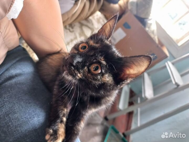 Очень ласковый котенок в добрые руки