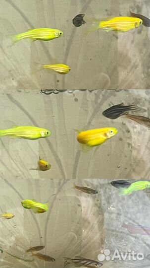 Тернеция гло, данио, анциструс ред, кабомба