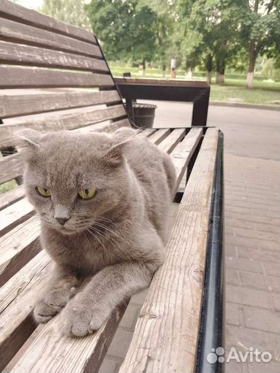 Котик вислоухий