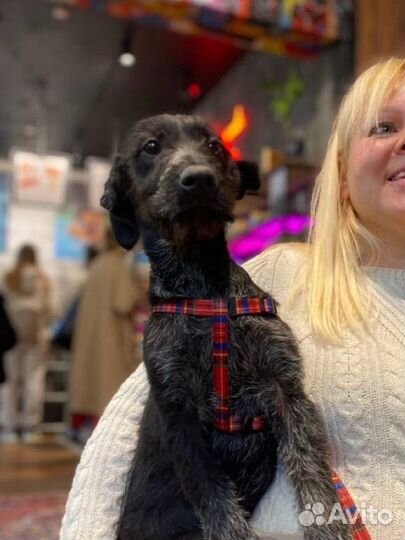 Трогательная Моника малышка щенок в добрые руки