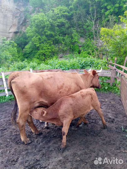 Корова и 2 бычка