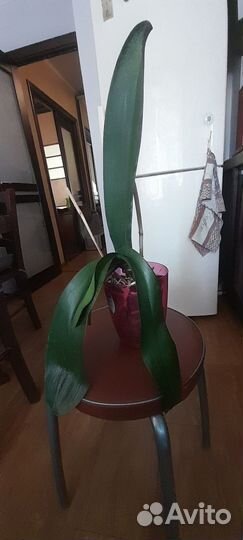 Орхидея фаленопсис