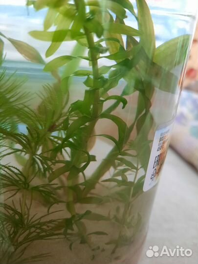 Аквариумные растения и улитки. Банка