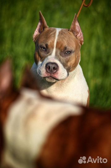 Купирование ушей, Вакцинация, Чипирование,кастраци