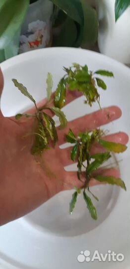 Аквариумные растения