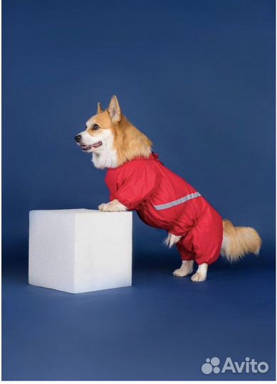 Комбинезон для собак (Корги) размер М