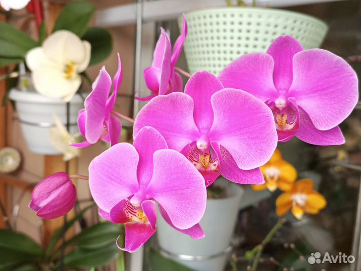 Орхидея фаленопсис разные