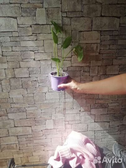 Комнатные растения