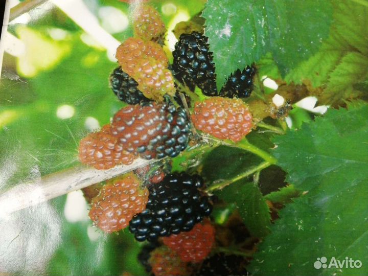 Ежевика бесшипная