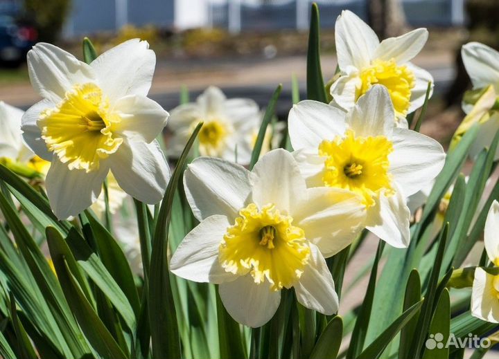 Цветы Многолетники