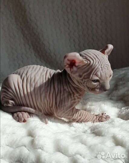 Канадский сфинкс эльф котенок