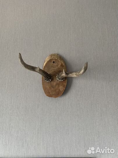 Рога оленя (косули) на стену