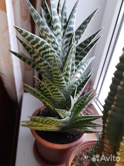 Алоэ пёстрое