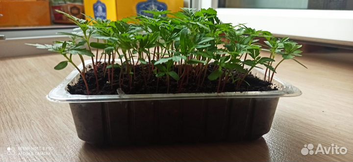 Рассада цветов бархатцы