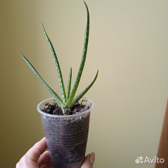 Комнатные цветы