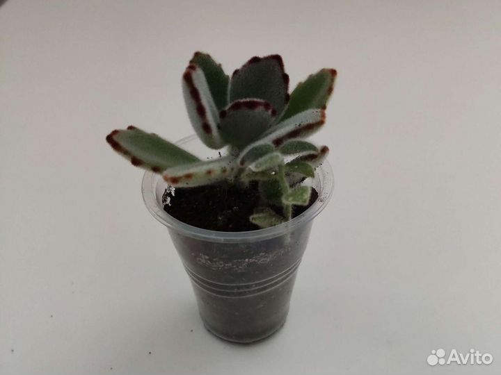 Суккуленты