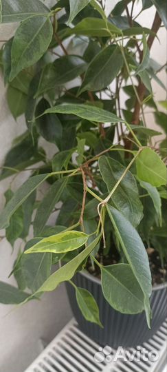 Фикус бенджамина