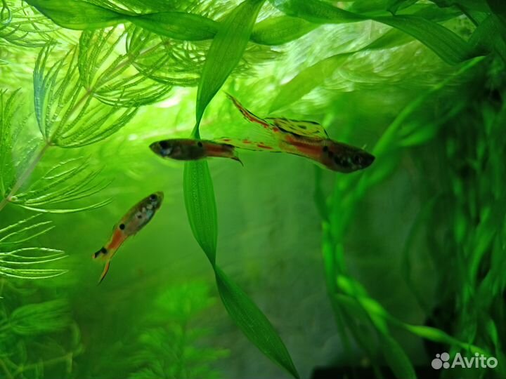 Гуппи эндлера 8 рыбок