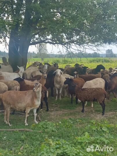 Коза дойная молочная