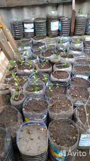 Саженцы фисташки морозостойкие