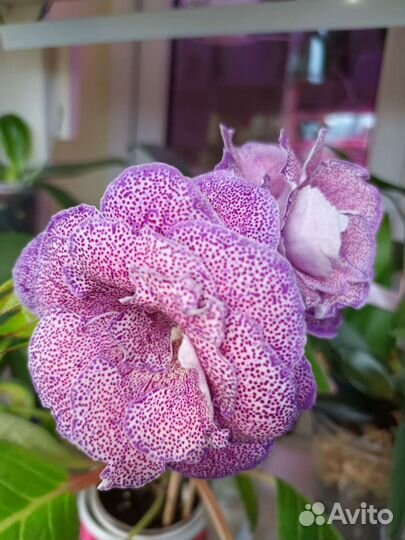 Глоксинии в ассортименте