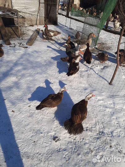 Мускусные утки