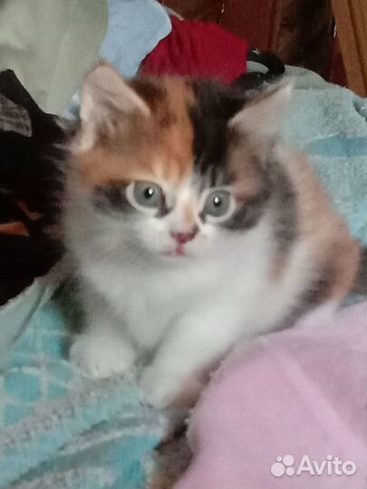 Отдам в добрые руки