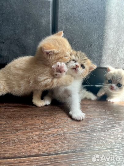 Продам шотландских котят