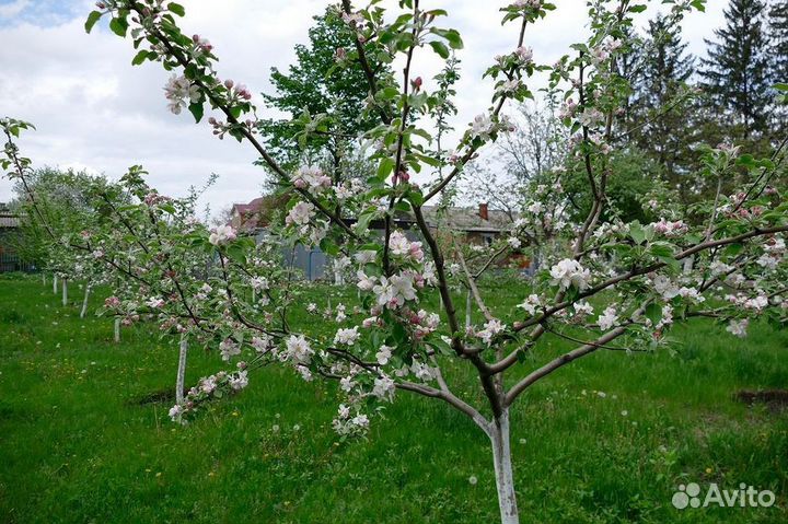 Яблоня 3х лет саженцы с доставкой