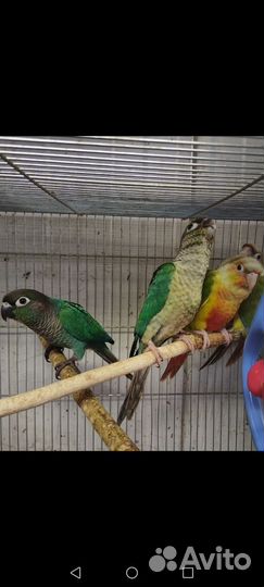 Попугай птенцы Пирруру Ручные