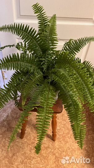 Папоротник комнатный