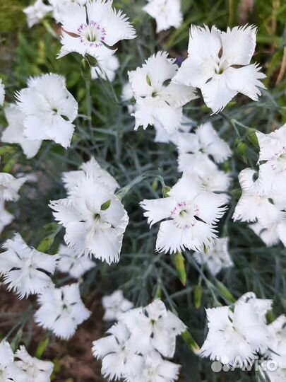 Гвоздика перистая, травянка и другие цветы