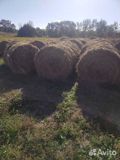 Продам сено в рулонах