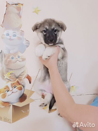 Щенок пушистый девочка