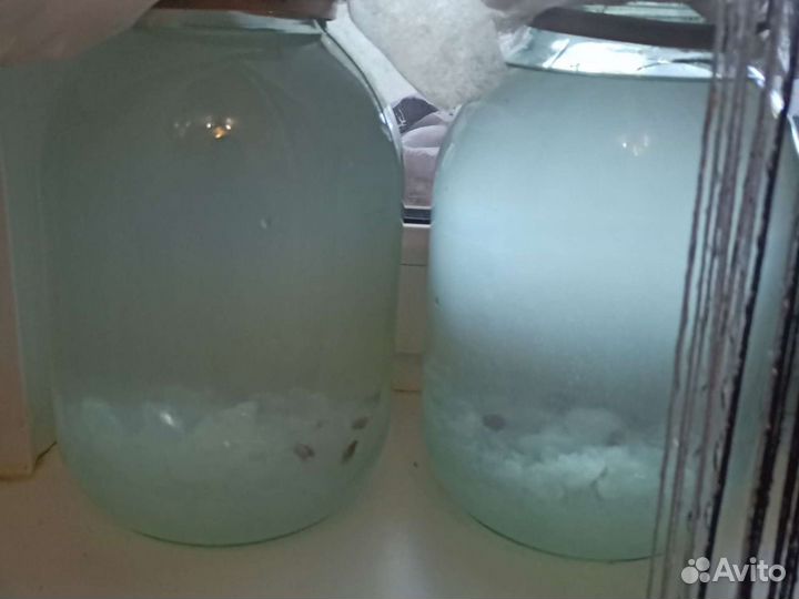 Индийский гриб (рисовый)