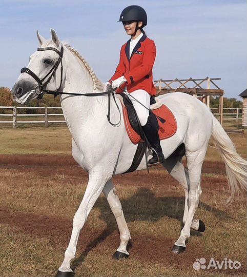 Жеребец орловский рысак