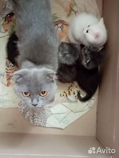 Котята от вислоухой кошки