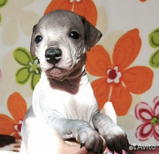 Щенки ксолоитцкуинтли