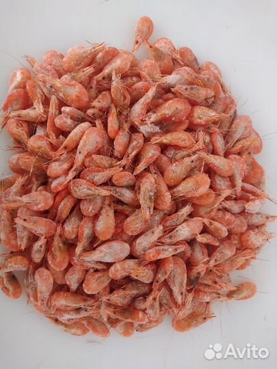 Мидии, устрицы живые