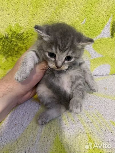 Шотландские вислоухие котята