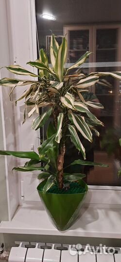 Комнатные цветы