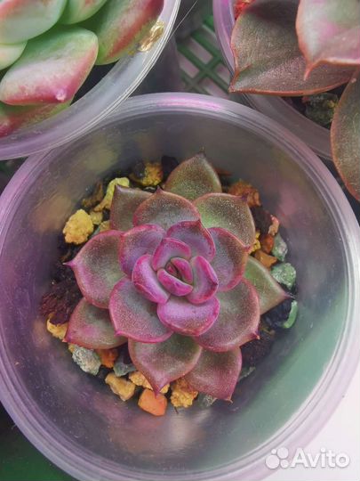 Echeveria Black roy
