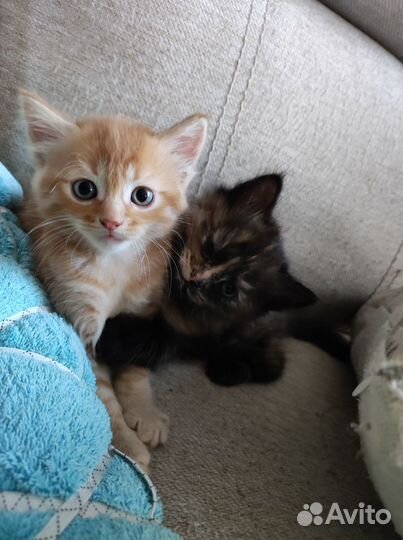 Отдадим котят в очень добрые руки